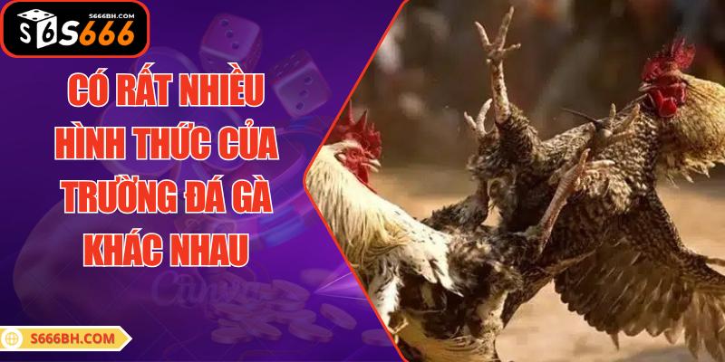 Có rất nhiều hình thức của trường đá gà khác nhau