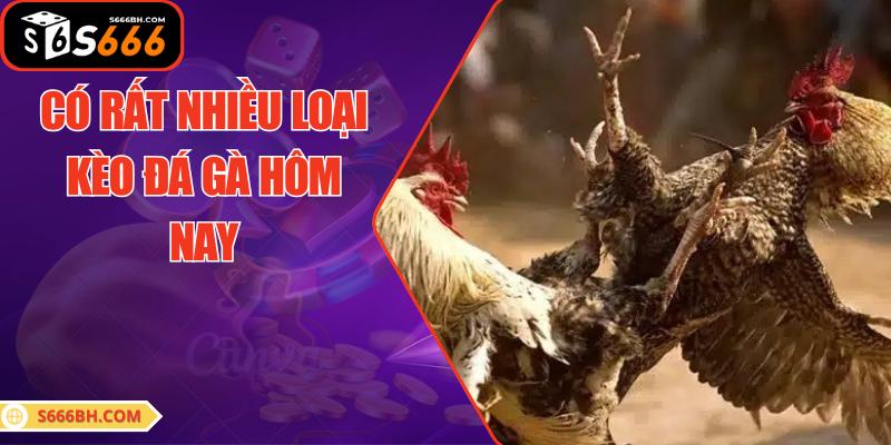 Có rất nhiều loại kèo đá gà hôm nay
