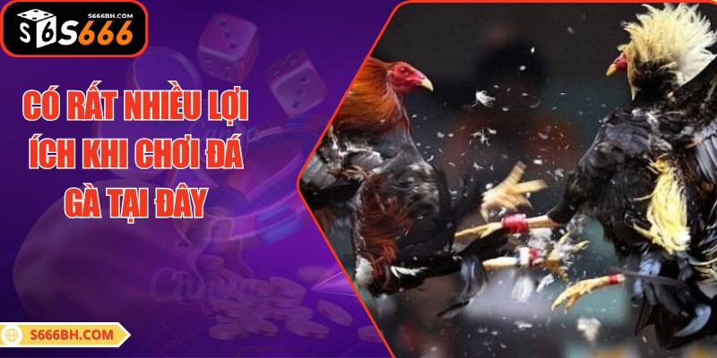 Có rất nhiều lợi ích khi chơi đá gà tại đây