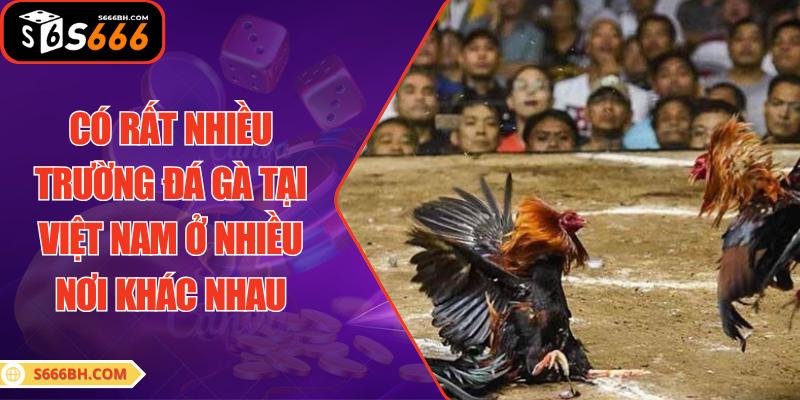 Có rất nhiều trường đá gà tại Việt Nam ở nhiều nơi khác nhau