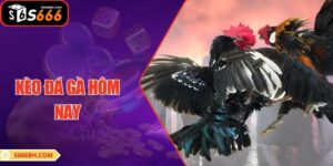 Kèo Đá Gà Hôm Nay: Cập Nhật Tỷ Lệ Chuẩn Xác, Bí Quyết Chơi 